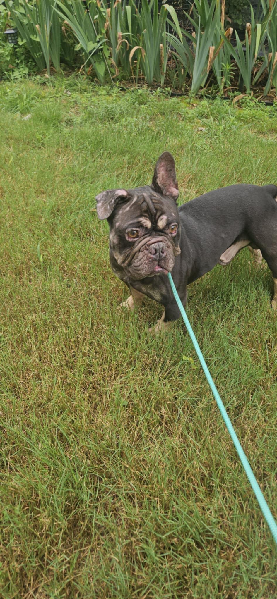 Macron, a Adopted mixed breed in Berlin, NJ image 2/5