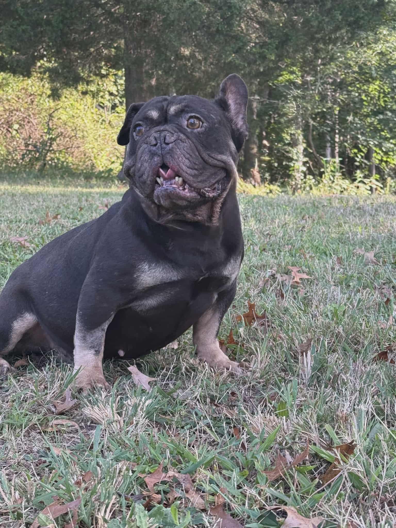 Macron, a Adopted mixed breed in Berlin, NJ image 3/5