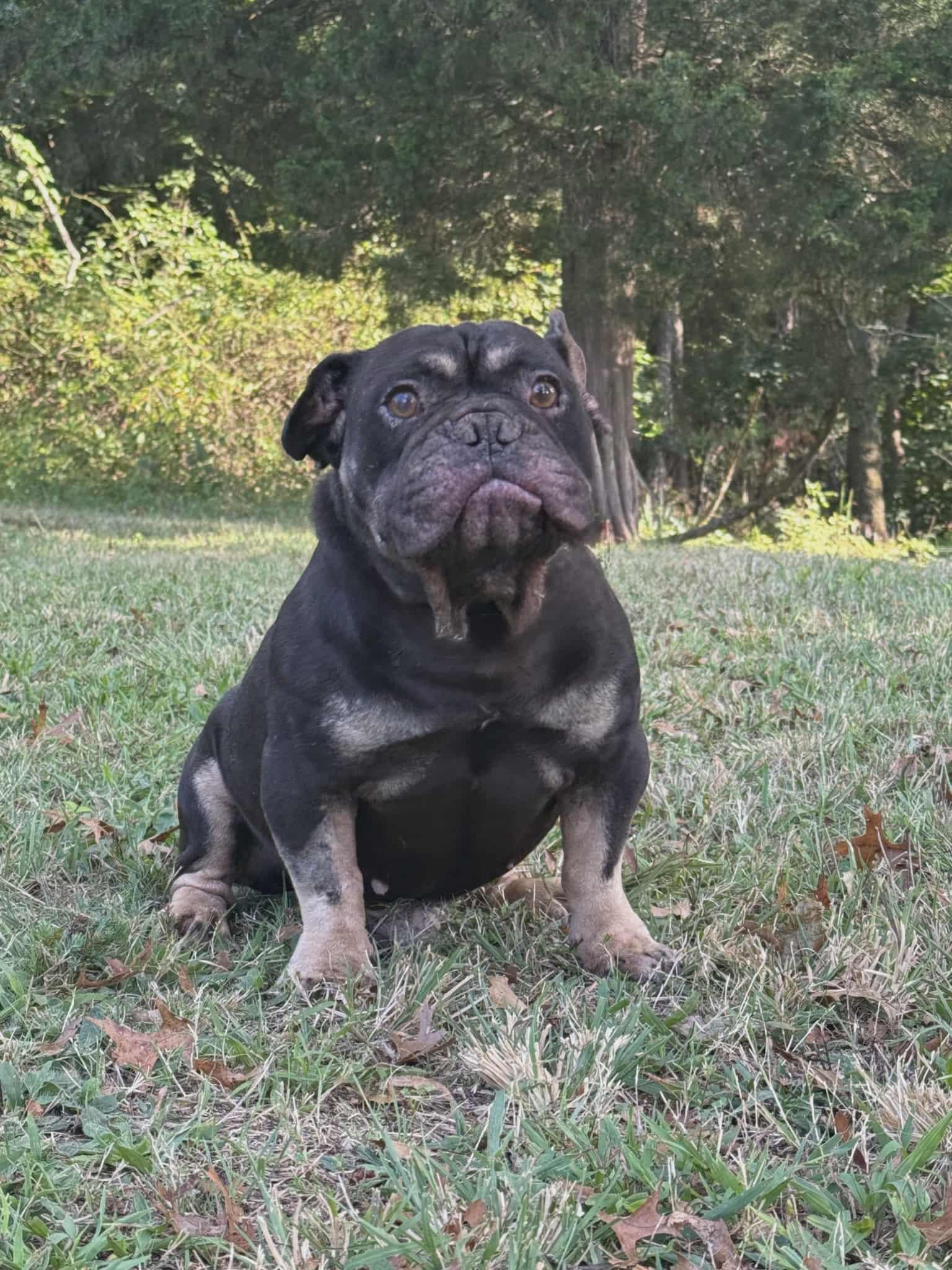 Macron, a Adopted mixed breed in Berlin, NJ image 4/5