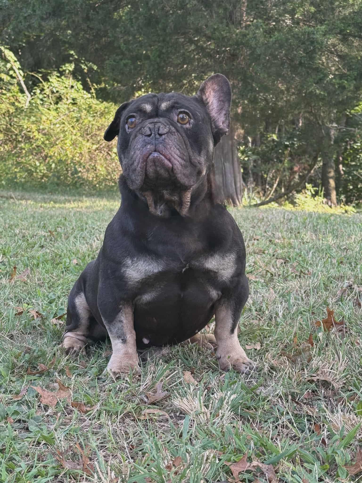 Macron, a Adopted mixed breed in Berlin, NJ image 5/5