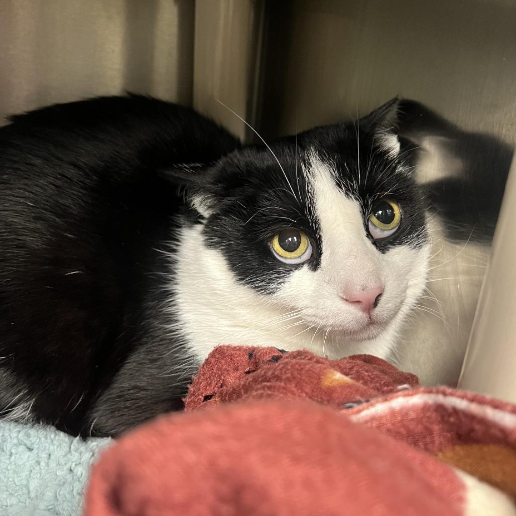 Meatball Tony, Adoptable, Adult Male Domestic Short Hair.