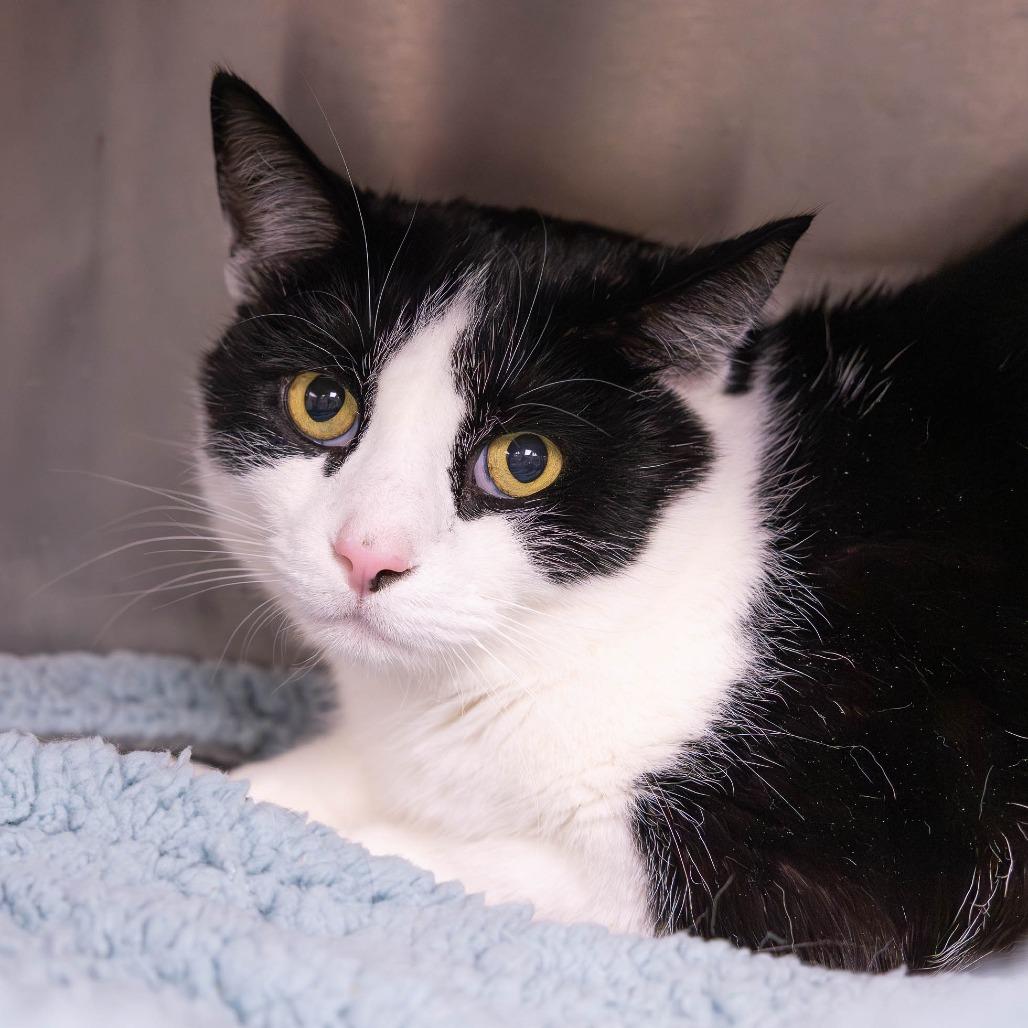 Meatball Tony, a Adoptable Domestic Short Hair in Mentor, OH image 2/2