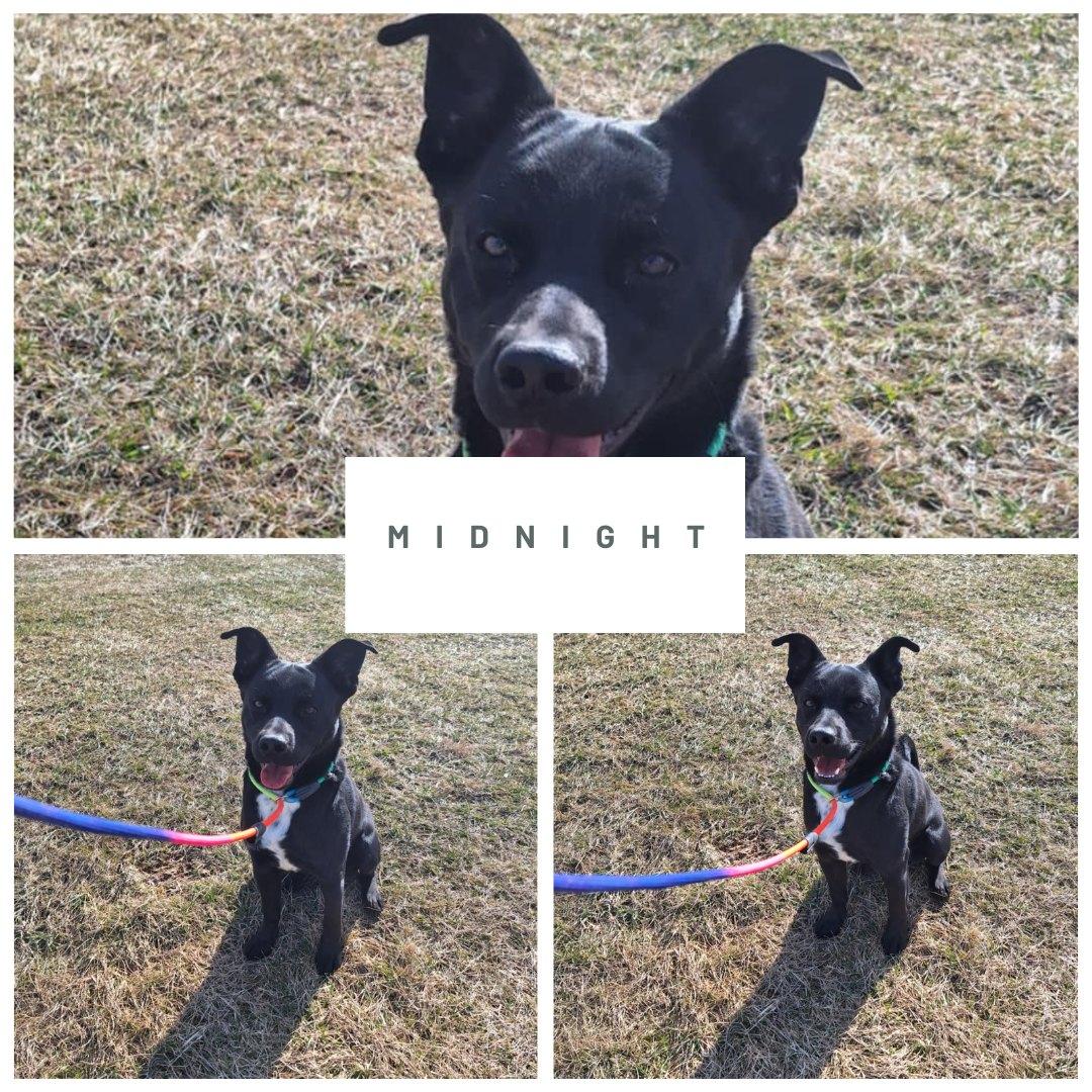 Midnight, a Adoptable mixed breed in Dublin, VA image 1/2