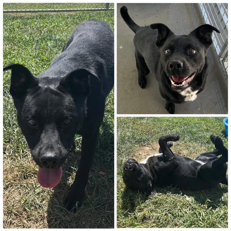 Midnight, a Adoptable mixed breed in Dublin, VA image 2/2