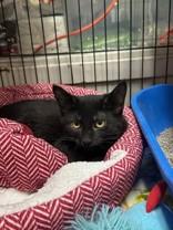 Enlarge Flame, a ADOPTABLE Domestic Short Hair in Manitowoc, WI image 1/1