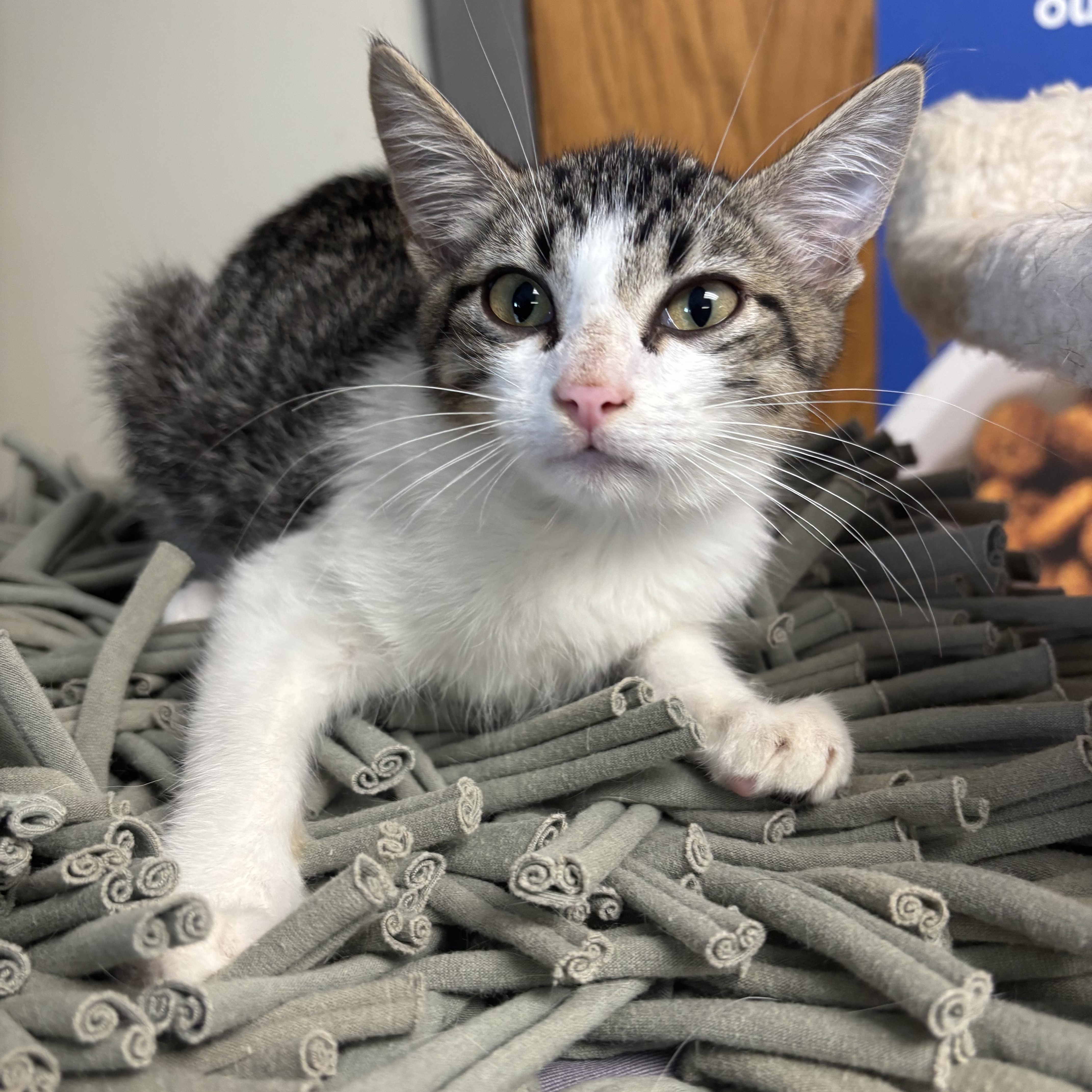 Bryan, Adoptable, Kitten Male Tabby.