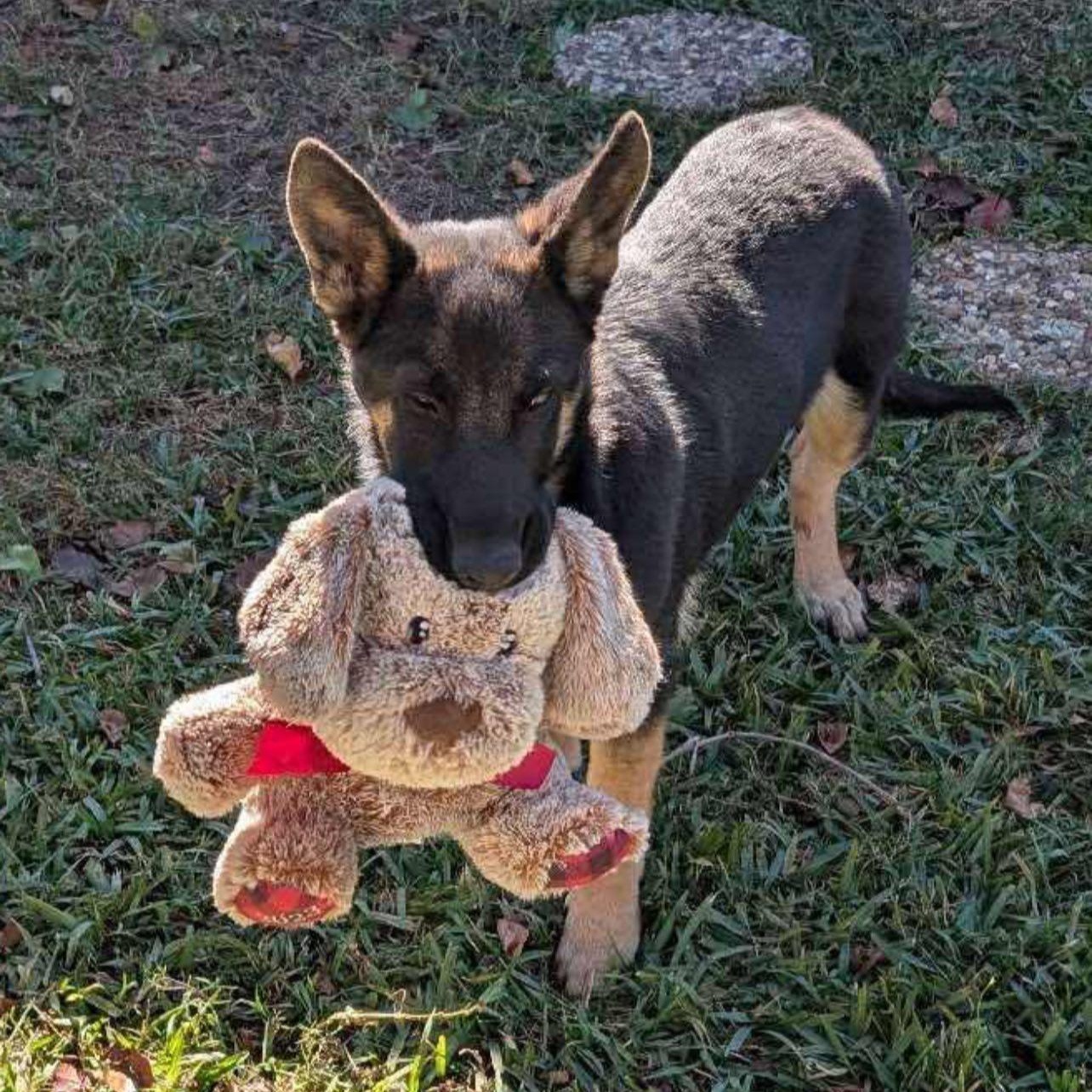Enlarge Lorenzi, an adopted German Shepherd Dog in Penfield, NY image 2/2