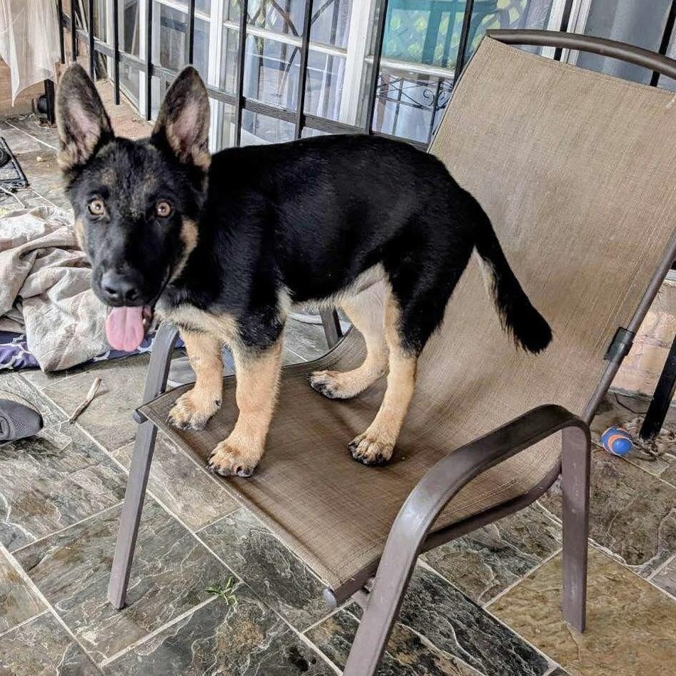 Lorenzi, adopted, Puppy Male German Shepherd Dog.