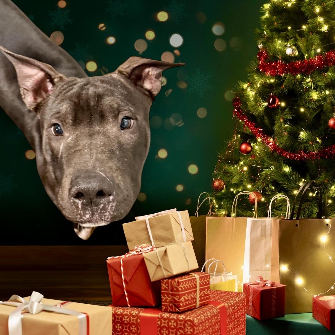 Abel, ADOPTABLE, Young Male Pit Bull Terrier.