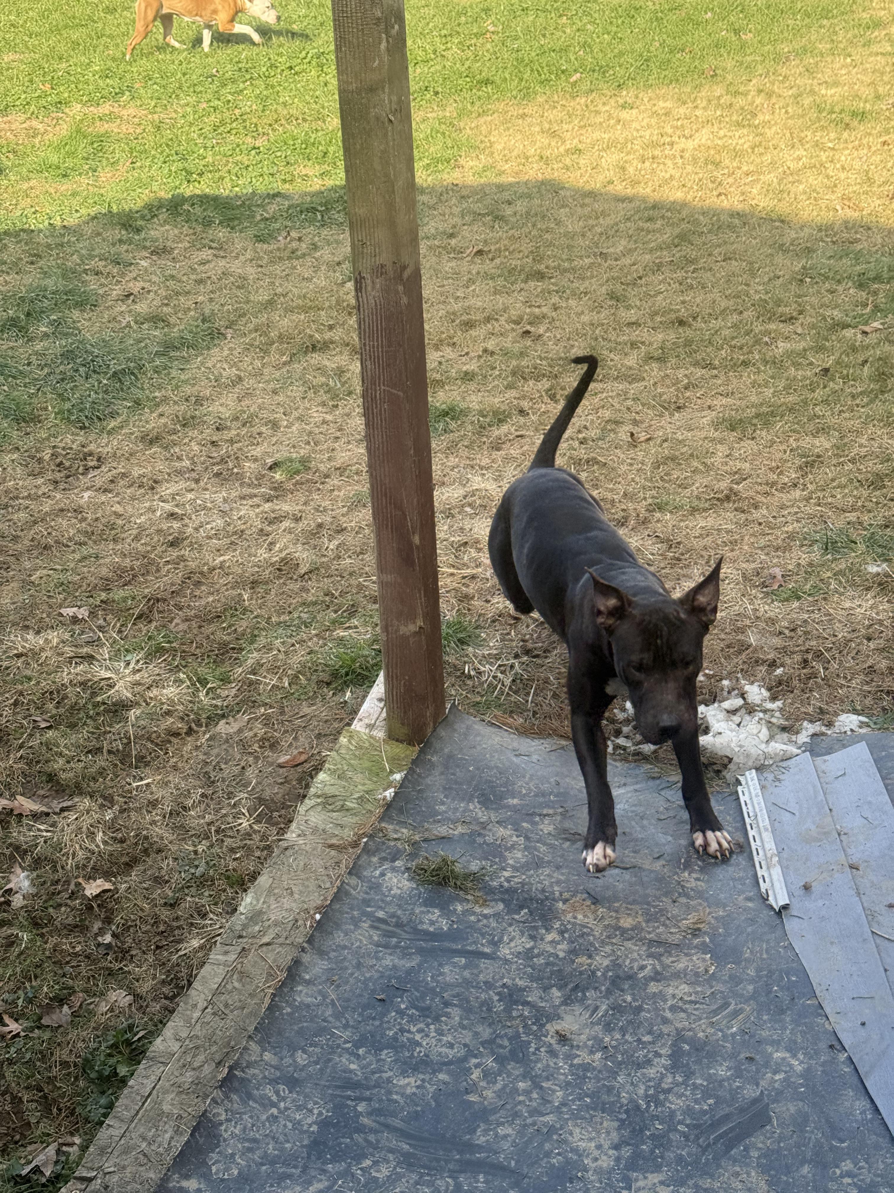 Abel, ADOPTABLE, Young Male Pit Bull Terrier.