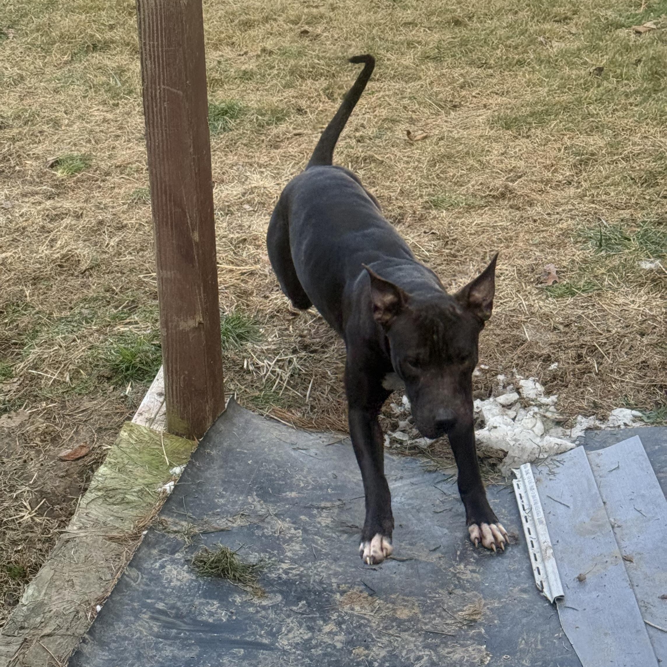 Abel, a ADOPTABLE mixed breed in Linton, IN image 4/4