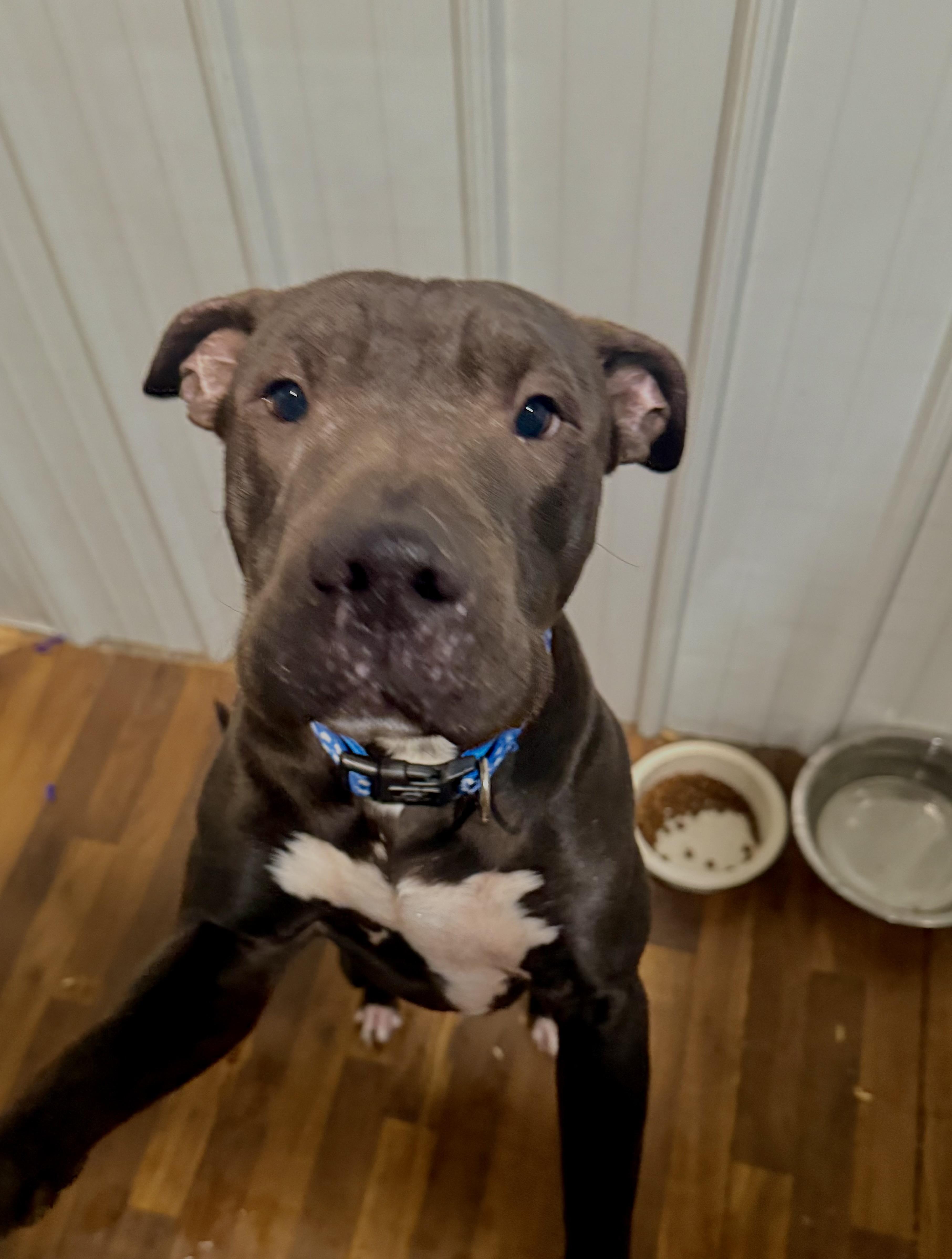 Abel, a ADOPTABLE mixed breed in Linton, IN image 3/3