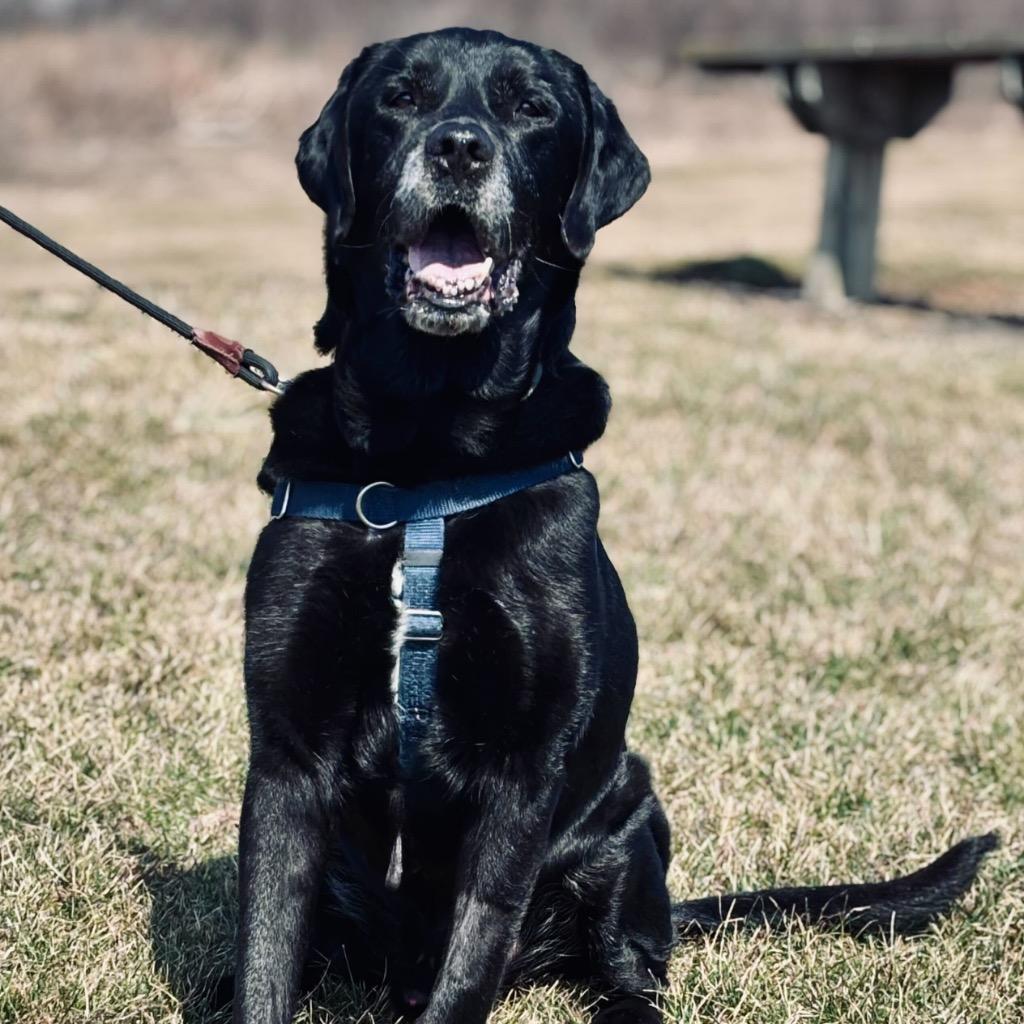 Enlarge Moose, a Adoptable Mixed Breed in State College, PA image 2/6
