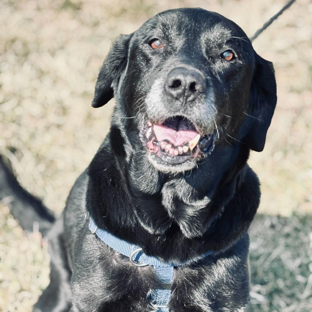 Enlarge Moose, a Adoptable Mixed Breed in State College, PA image 3/6