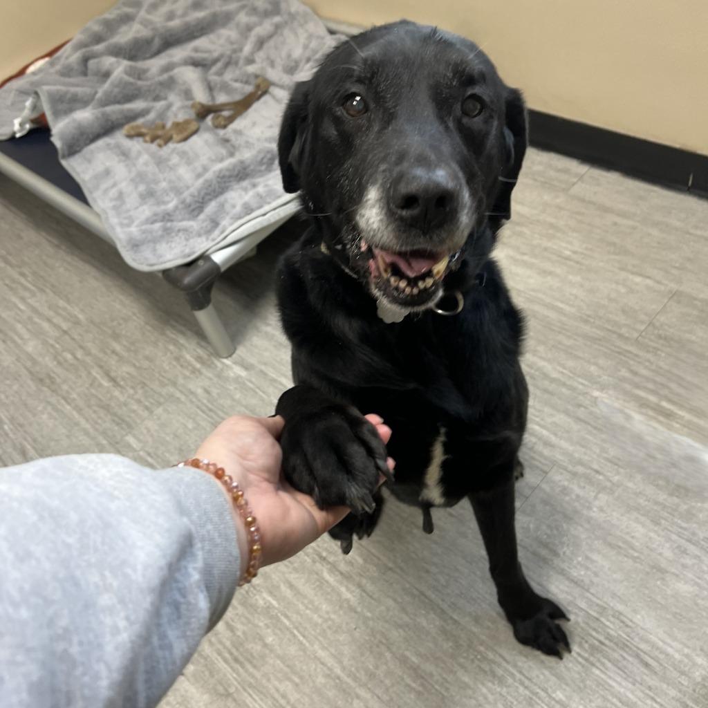Enlarge Moose, a Adoptable Mixed Breed in State College, PA image 4/6
