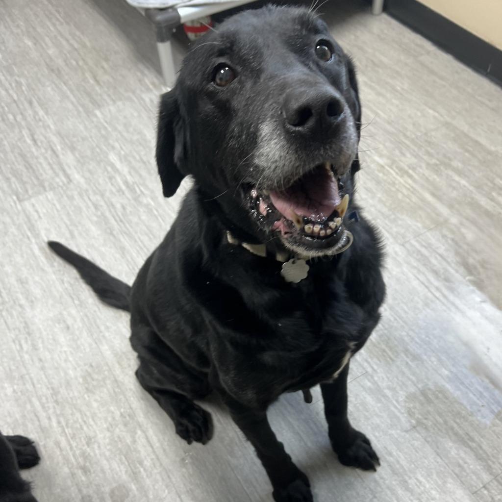 Enlarge Moose, a Adoptable Mixed Breed in State College, PA image 5/6