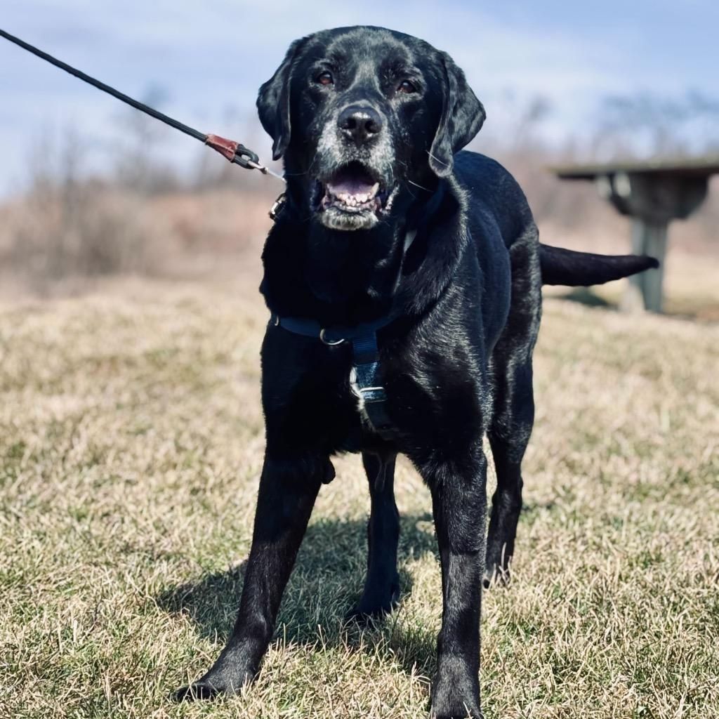 Enlarge Moose, a Adoptable Mixed Breed in State College, PA image 6/6