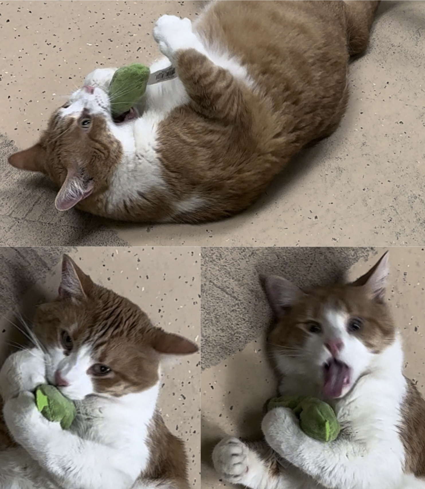 Hiro, a Adoptable Domestic Short Hair in Indianapolis, IN image 1/2