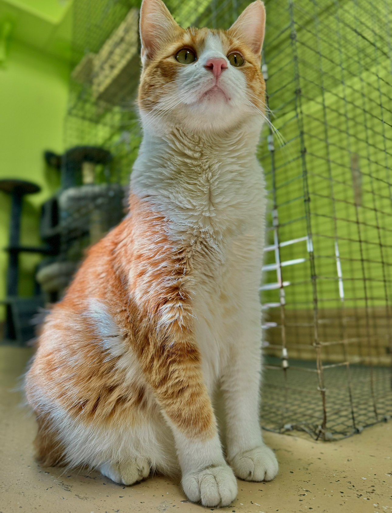 Hiro, a Adoptable Domestic Short Hair in Indianapolis, IN image 2/2