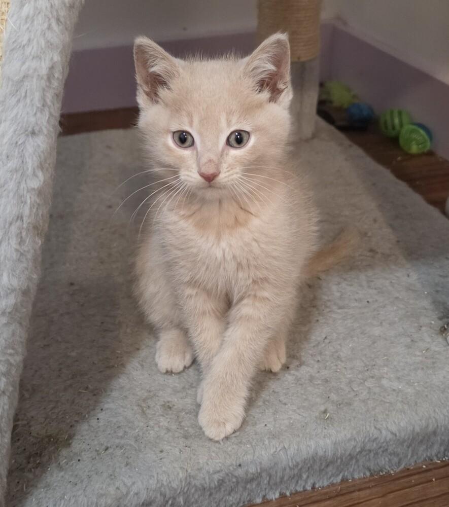 Enlarge Biscuit, a Adoptable mixed breed in Wild Rose, WI image 2/5