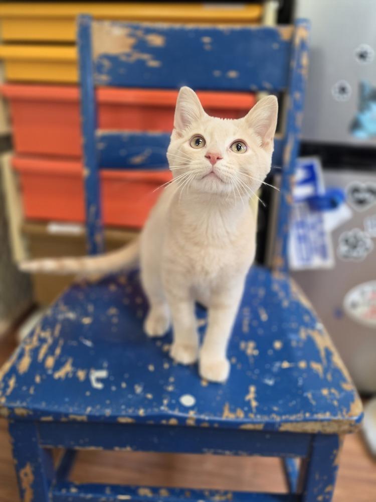 Enlarge Biscuit, a Adoptable mixed breed in Wild Rose, WI image 5/5