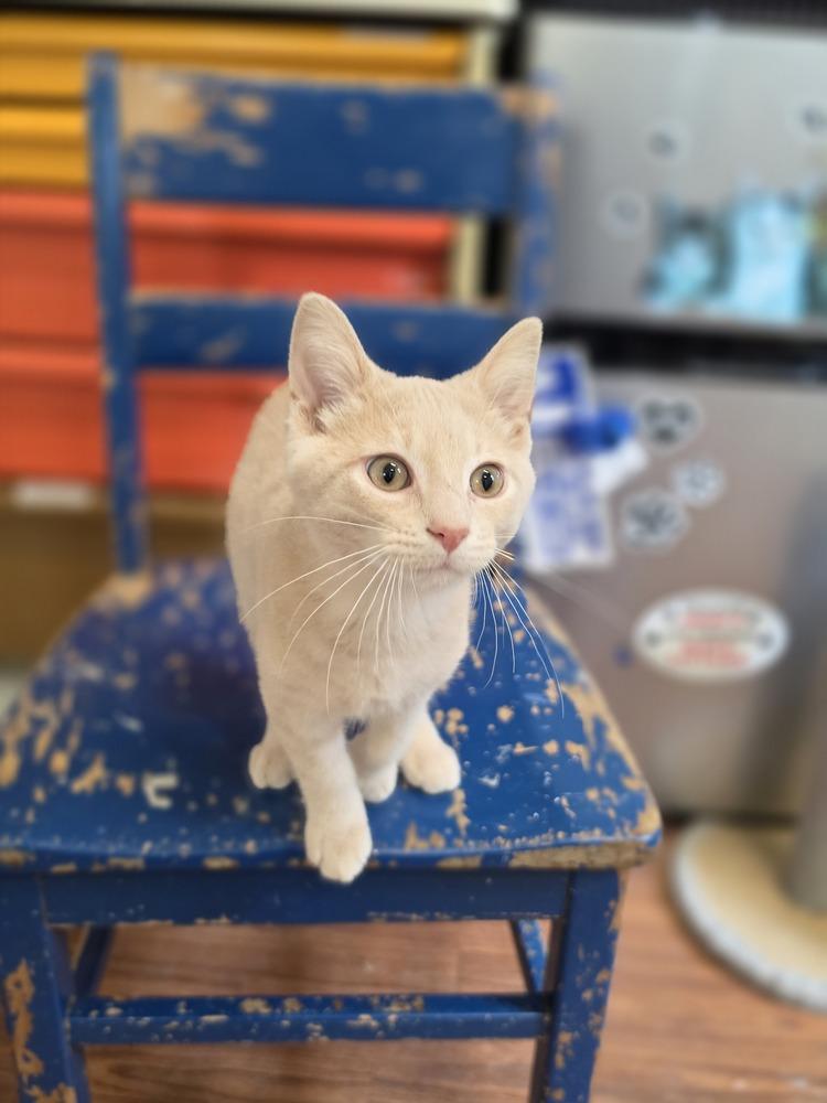 Enlarge Biscuit, a Adoptable mixed breed in Wild Rose, WI image 4/5