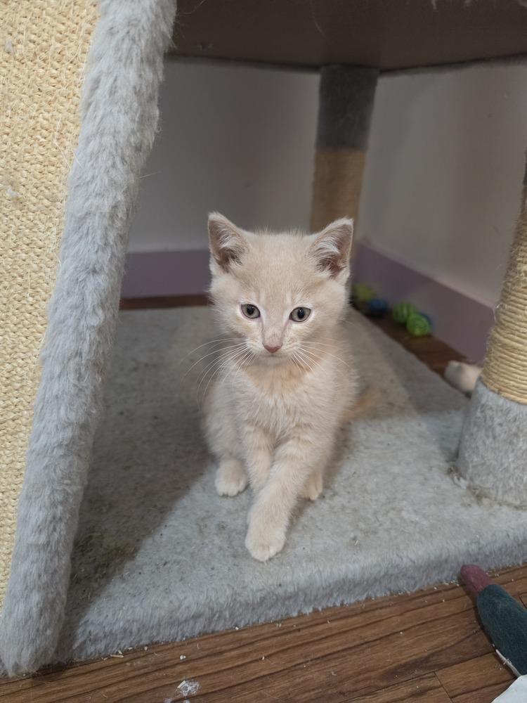 Enlarge Biscuit, a Adoptable mixed breed in Wild Rose, WI image 3/5