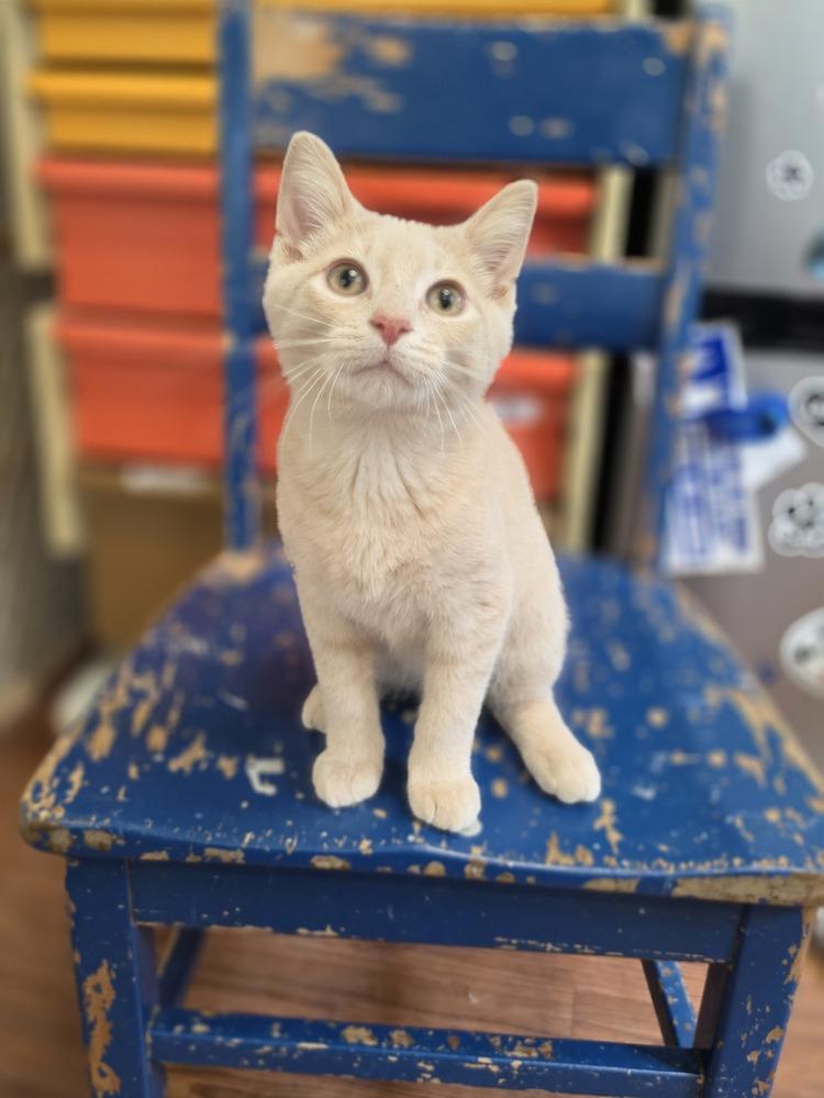 Enlarge Biscuit, a Adoptable mixed breed in Wild Rose, WI image 1/5