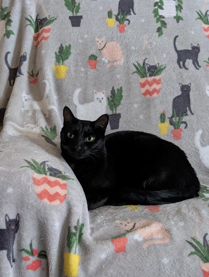 Enlarge Freddie/Lilly, a Adoptable Domestic Short Hair in Sonoita, AZ image 4/5