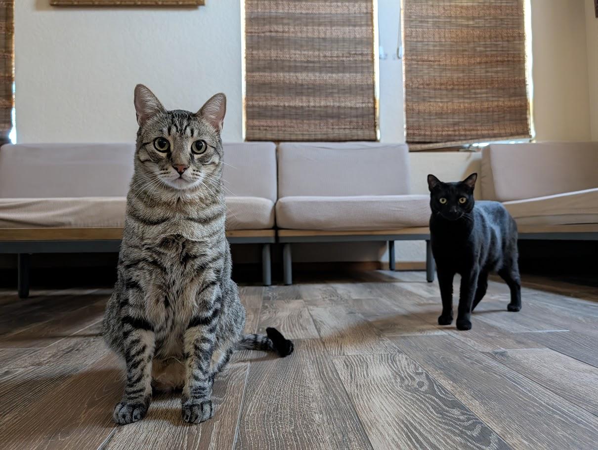 Freddie/Lilly, Adoptable, Adult Male Domestic Short Hair.