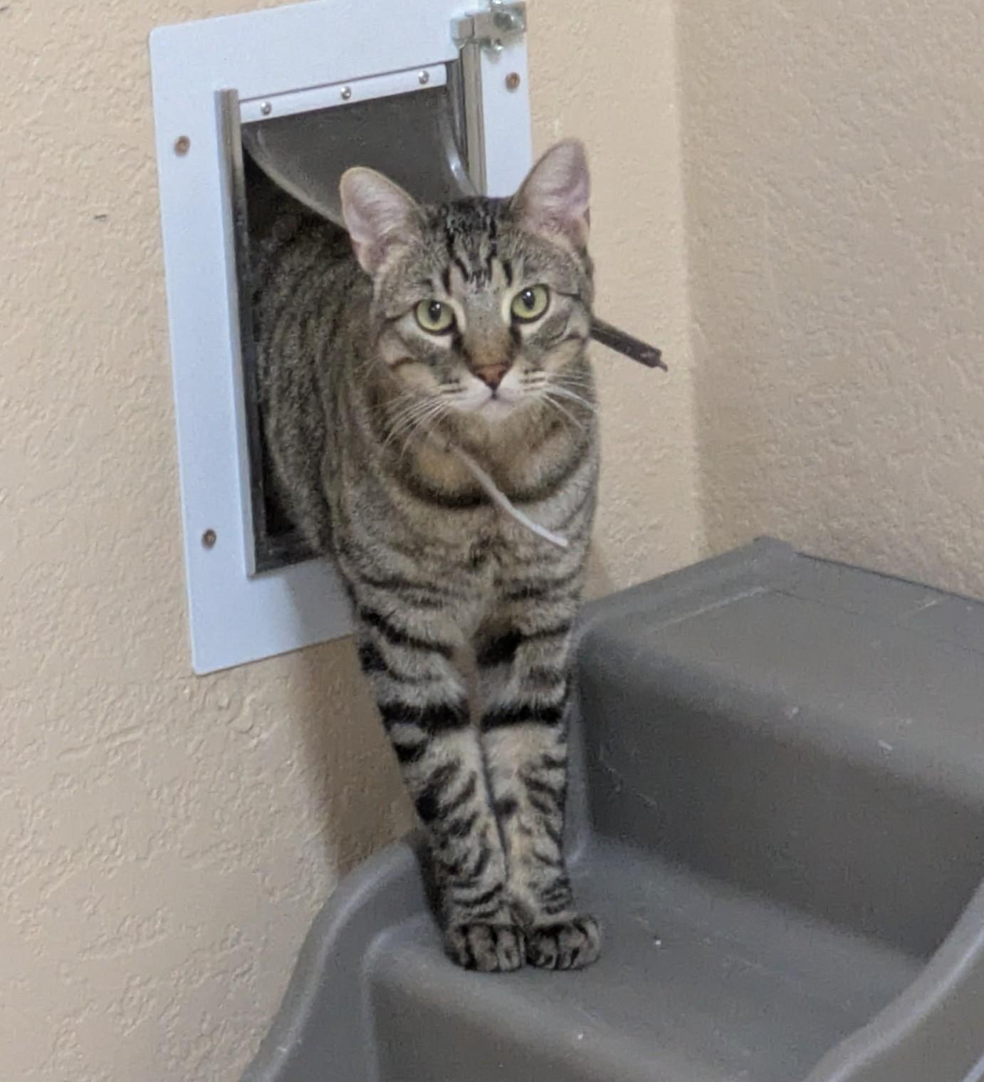Enlarge Freddie, a ADOPTABLE Domestic Short Hair in Sonoita, AZ image 2/2