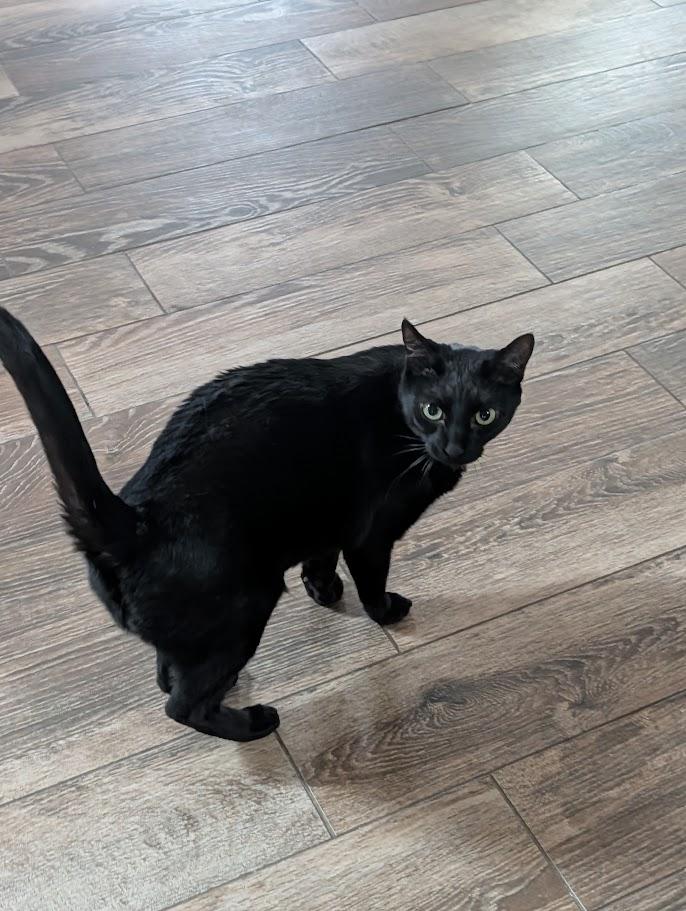 Enlarge Freddie/Lilly, a Adoptable Domestic Short Hair in Sonoita, AZ image 2/5