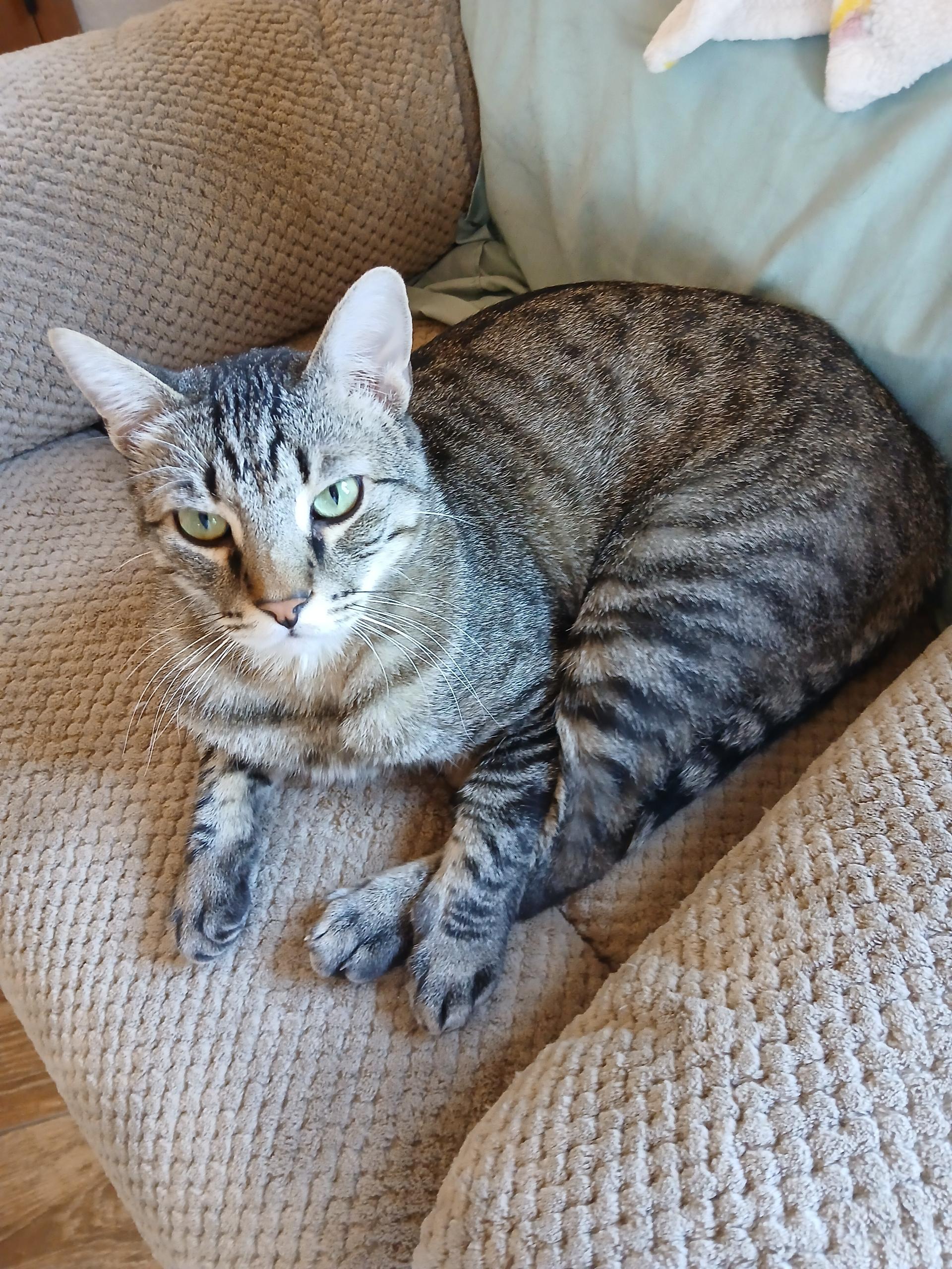 Freddie, ADOPTABLE, Adult Male Domestic Short Hair.