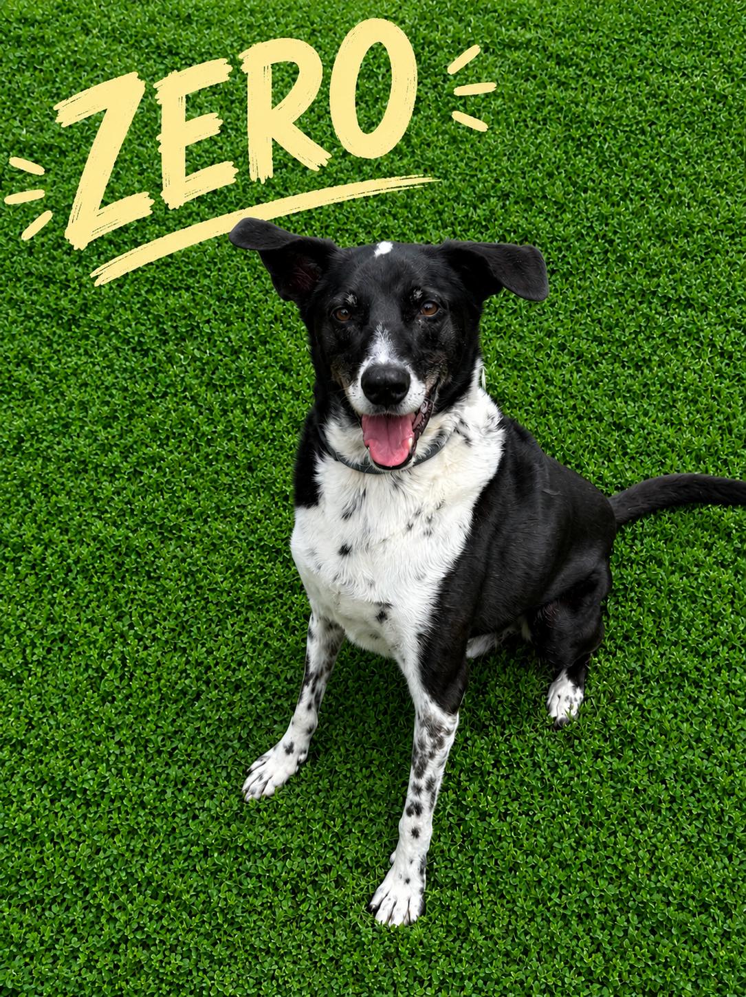 Enlarge Zero, a ADOPTABLE mixed breed in Momence, IL image 1/1