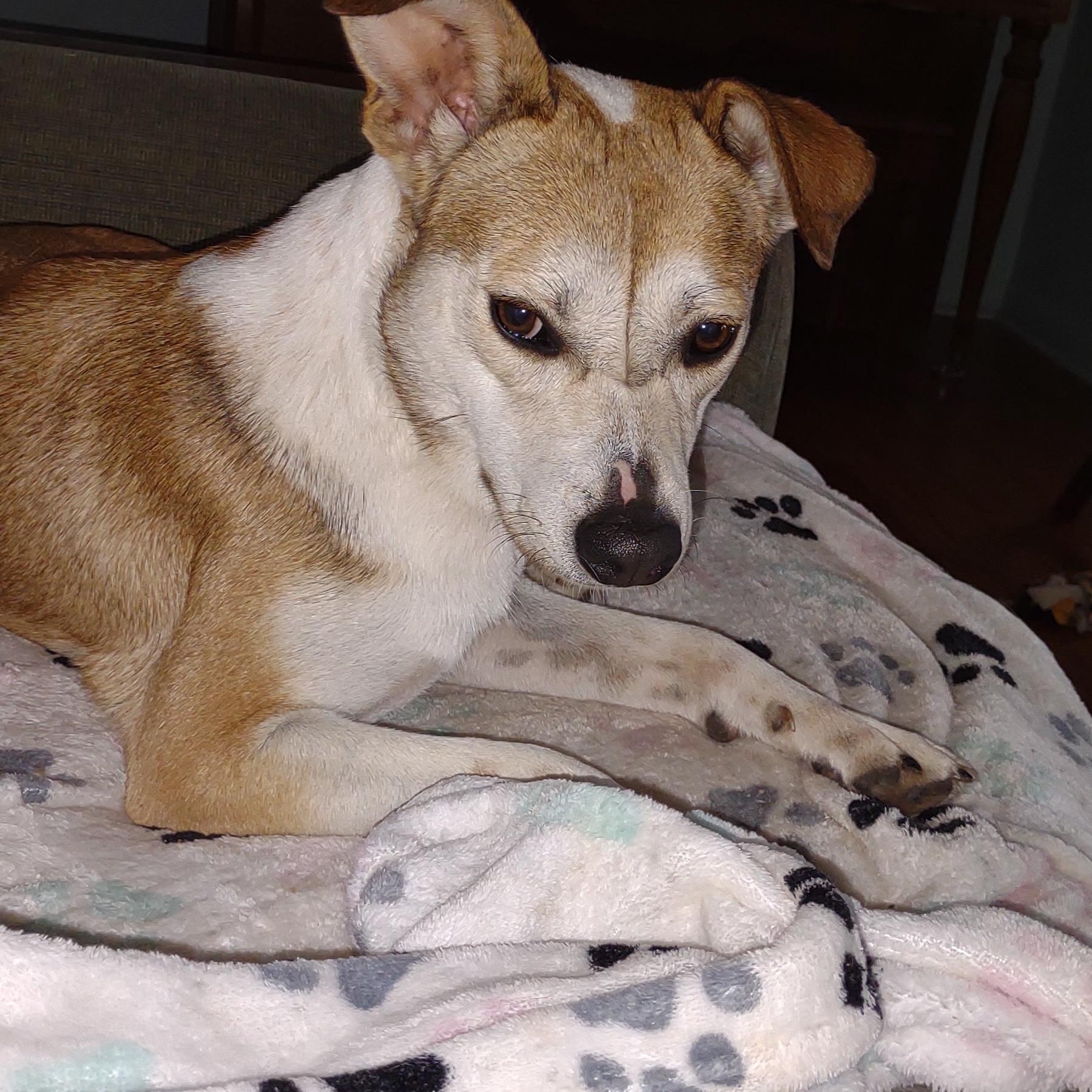 Enlarge Ethel, a Adoptable mixed breed in Racine, WI image 5/6