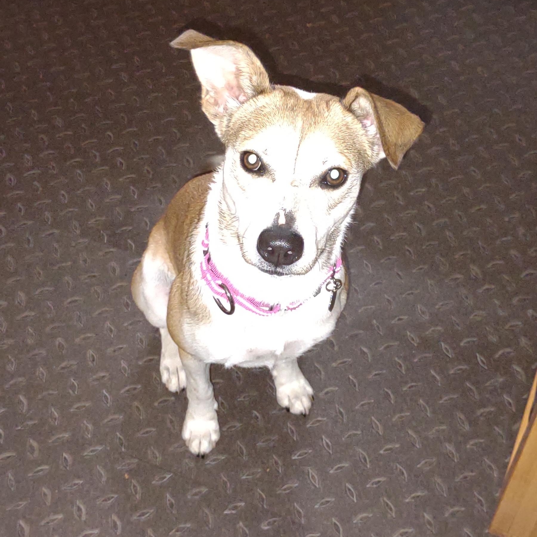 Enlarge Ethel, a Adoptable mixed breed in Racine, WI image 2/6
