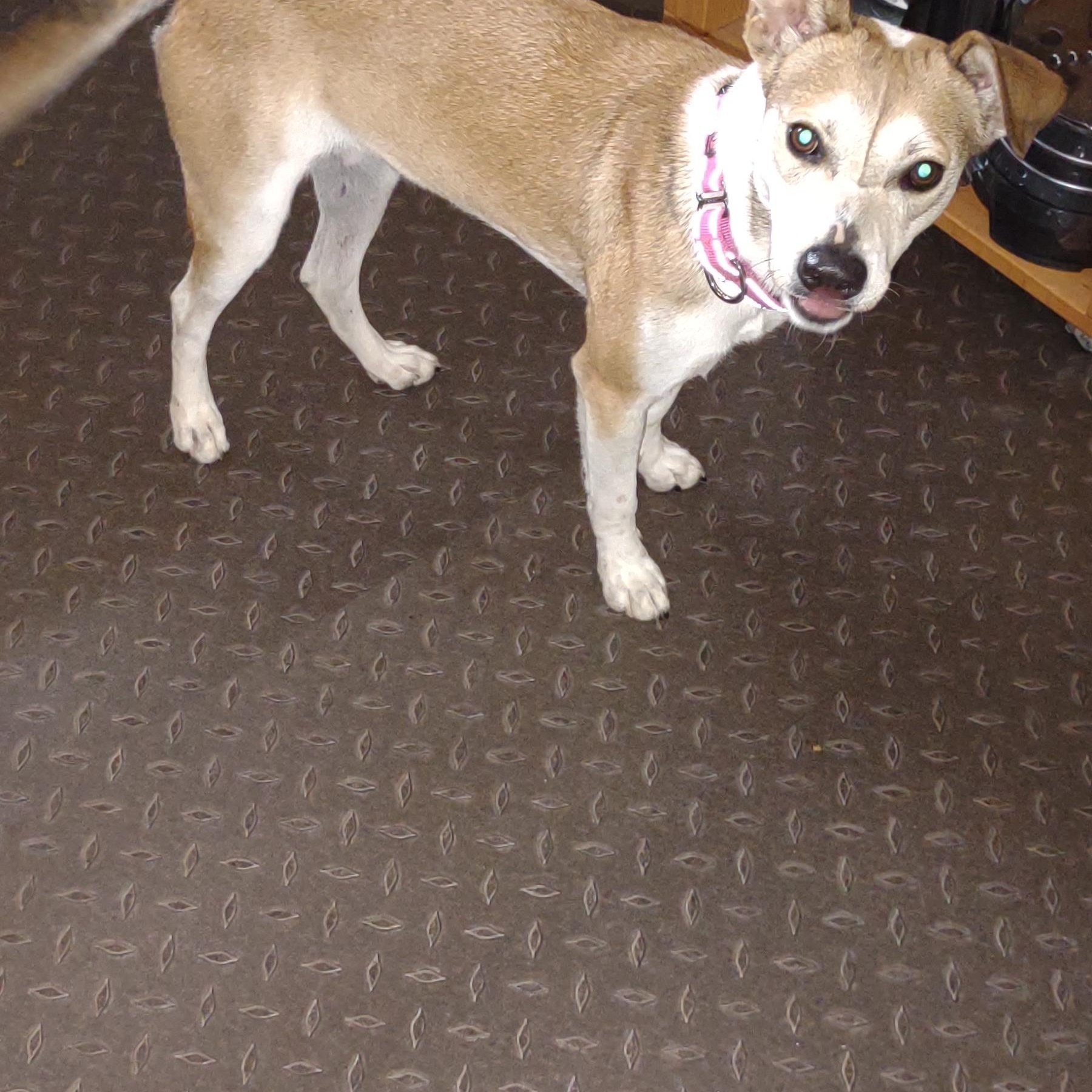 Enlarge Ethel, a Adoptable mixed breed in Racine, WI image 6/6
