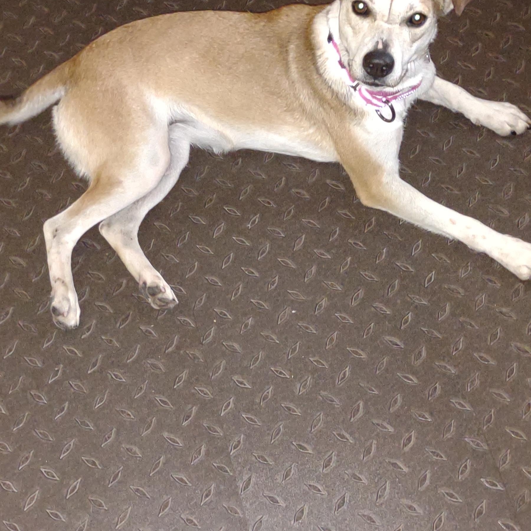 Enlarge Ethel, a Adoptable mixed breed in Racine, WI image 4/6