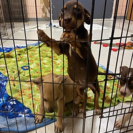 Enlarge Coffee, an adopted mixed breed in Eaton, OH image 3/5