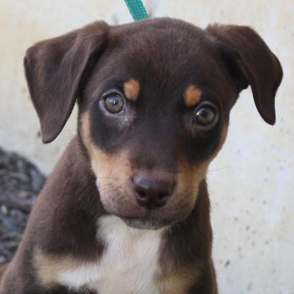 Enlarge Coffee, an adopted mixed breed in Eaton, OH image 1/5