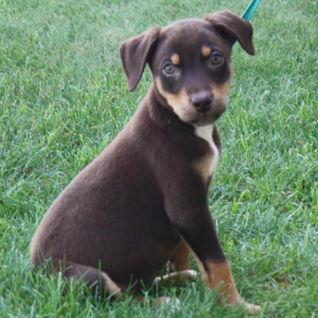Enlarge Coffee, an adopted mixed breed in Eaton, OH image 2/5