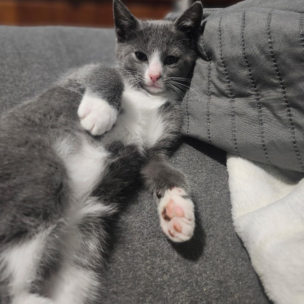 Grayden, Adoptable, Young Male Domestic Short Hair.