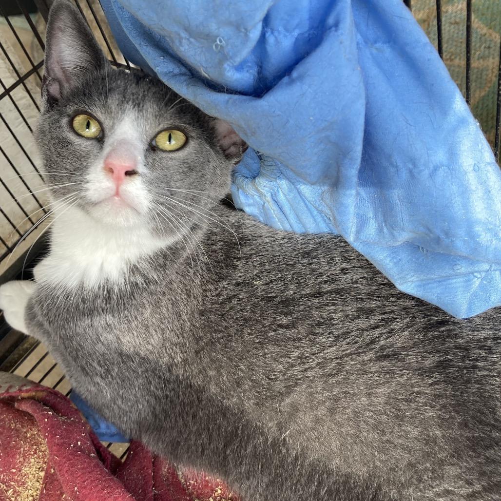 Enlarge Grayden, a Adoptable Domestic Short Hair in Washington, DC image 2/2