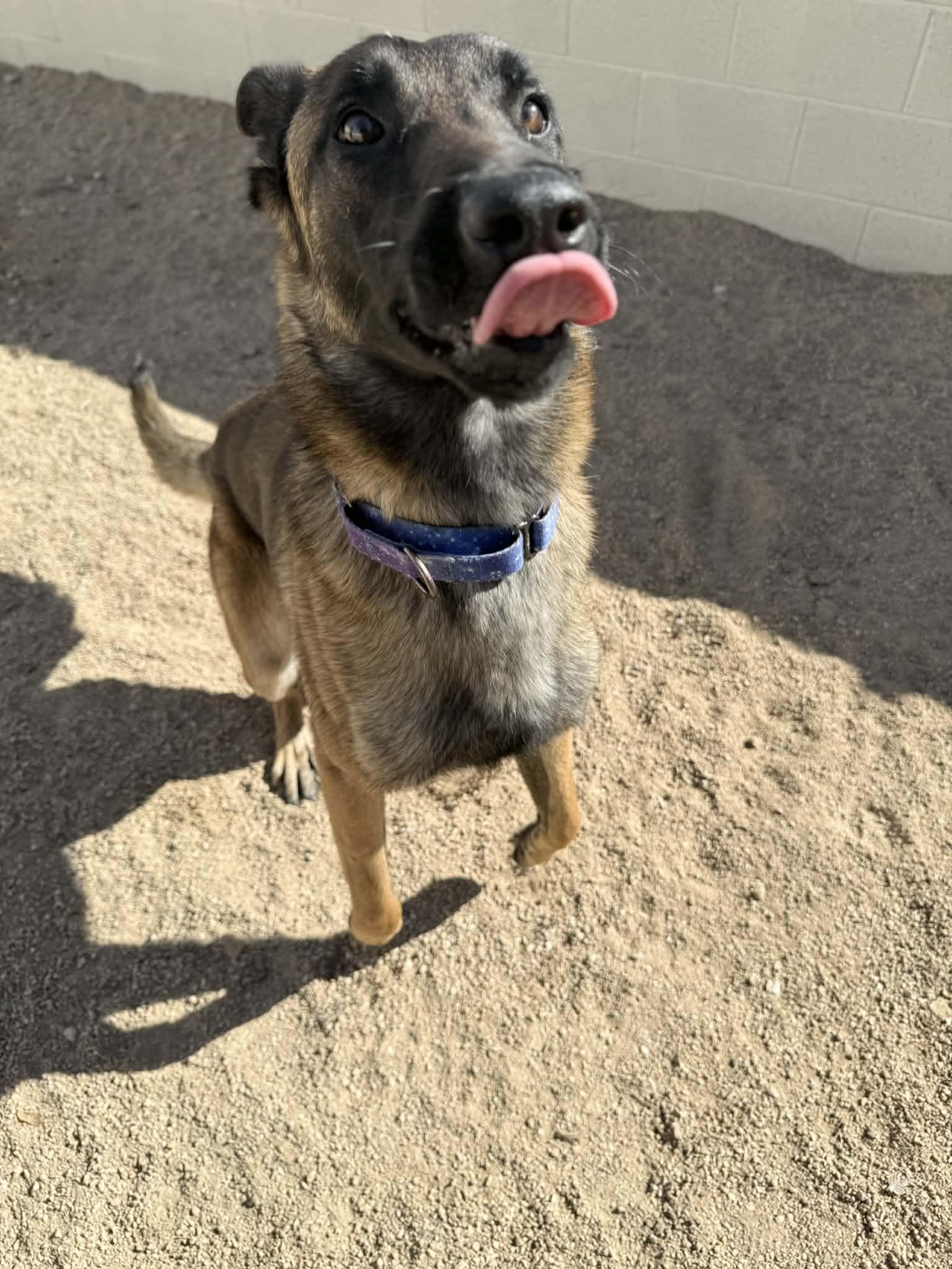 Enlarge Riley, a ADOPTABLE mixed breed in Glendale, AZ image 4/5