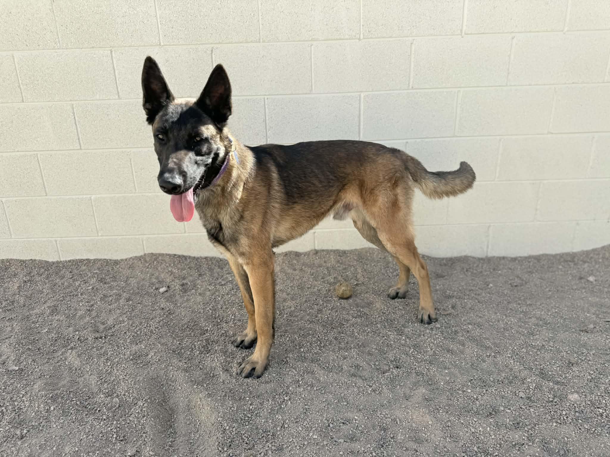 Enlarge Riley, a ADOPTABLE mixed breed in Glendale, AZ image 2/5