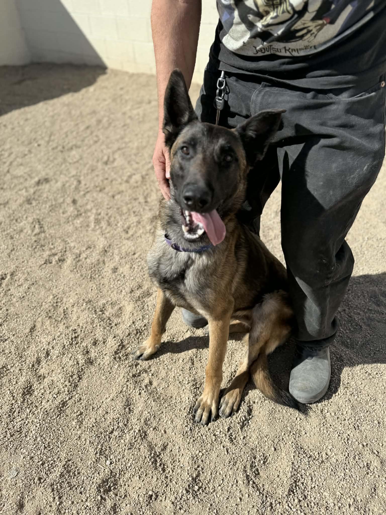 Enlarge Riley, a ADOPTABLE mixed breed in Glendale, AZ image 5/5