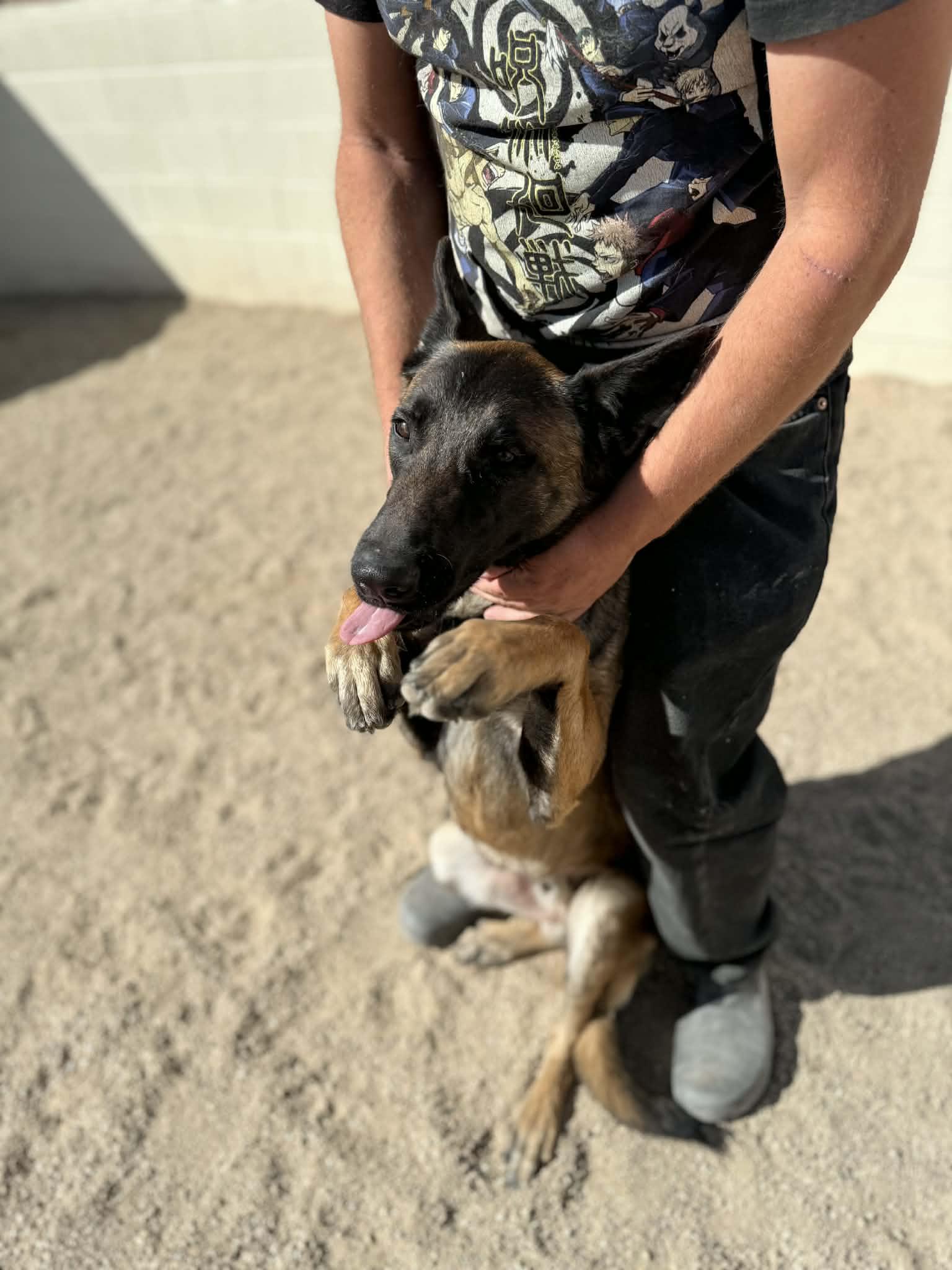 Enlarge Riley, a ADOPTABLE mixed breed in Glendale, AZ image 3/5