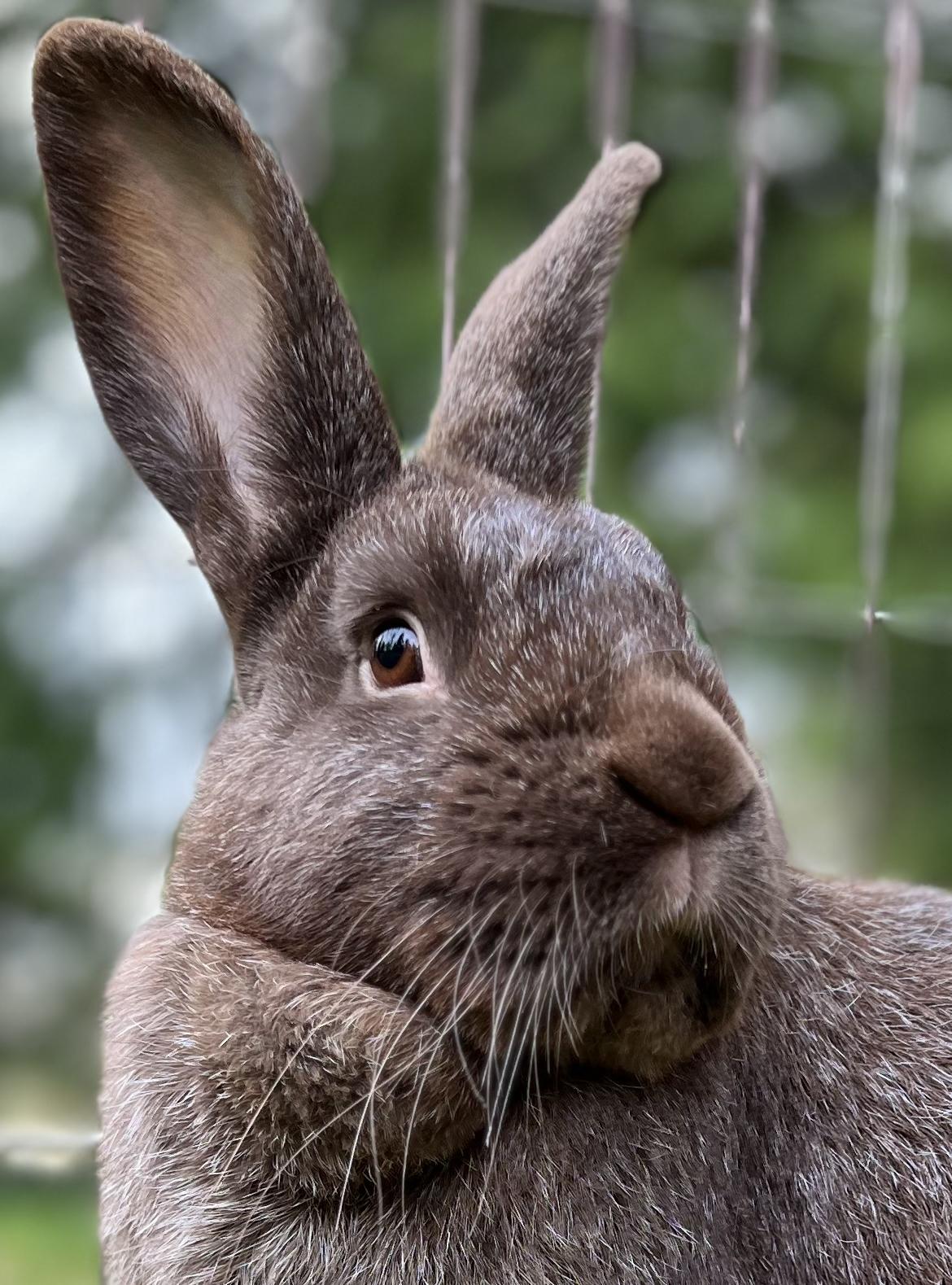 Earl Grey, Adoptable, Young Male Silver Fox.