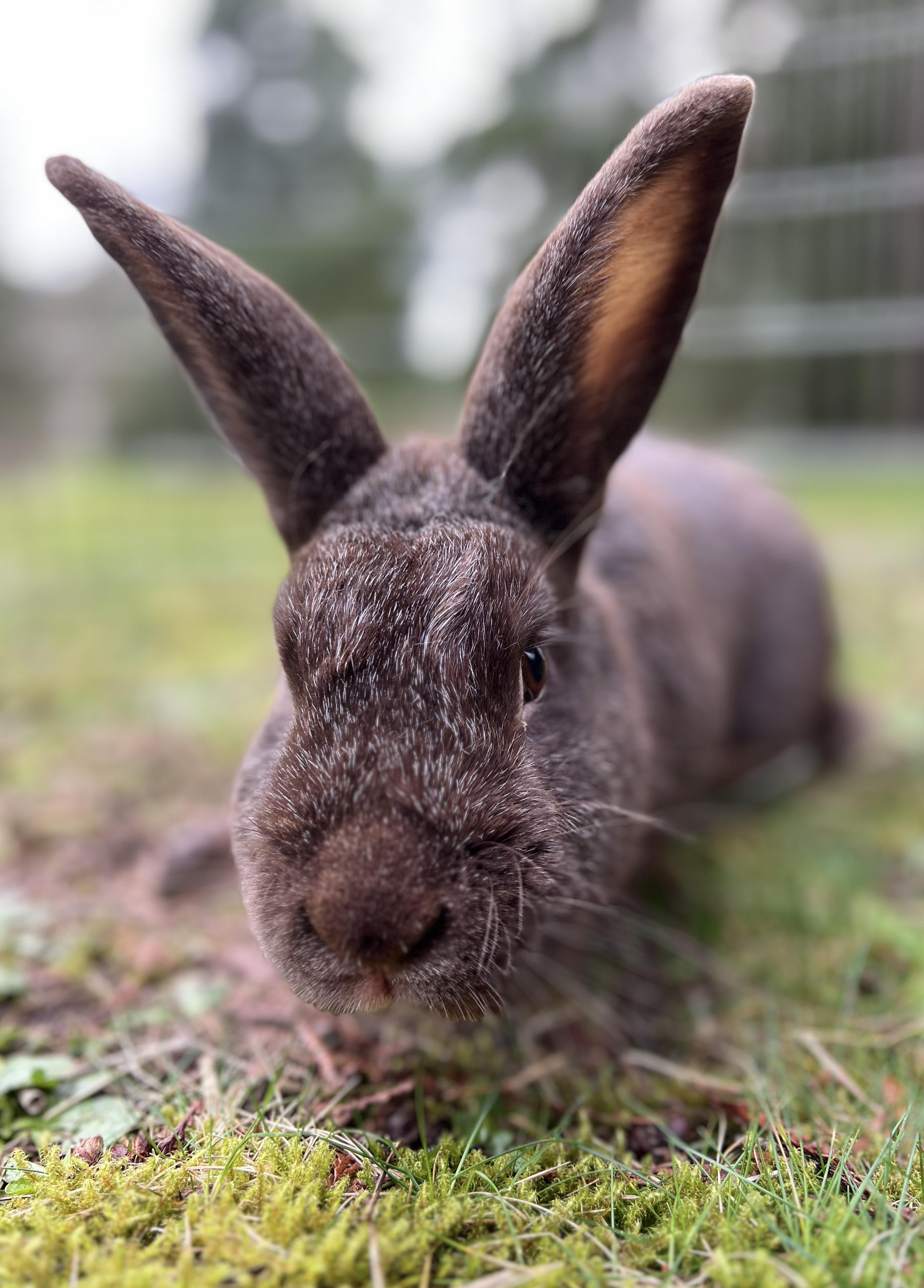 Enlarge Earl Grey, an adopted Silver Fox in Ferndale, WA image 6/6