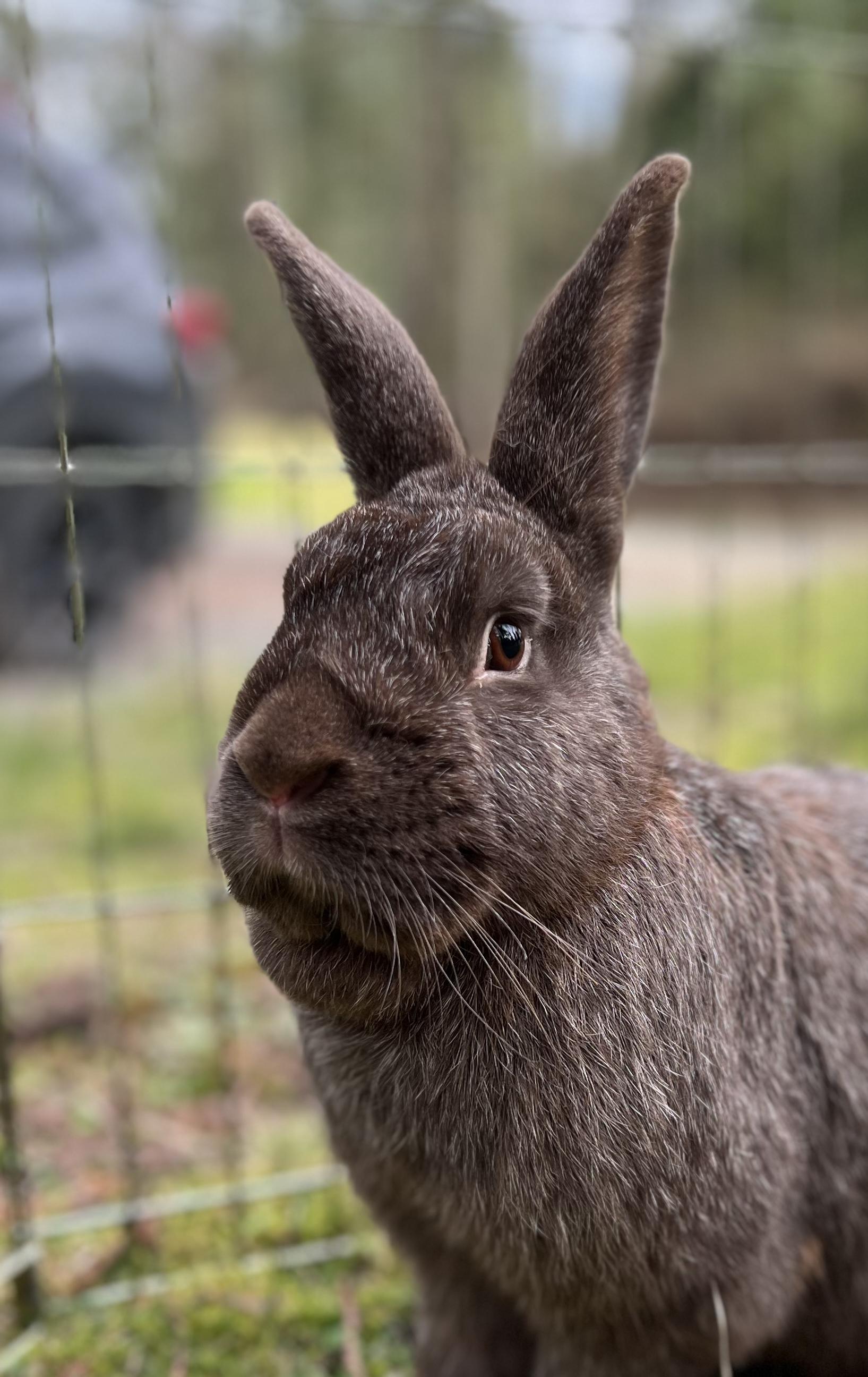 Enlarge Earl Grey, an adopted Silver Fox in Ferndale, WA image 3/6